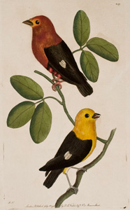 Plate 249  Red-shouldered Tanager